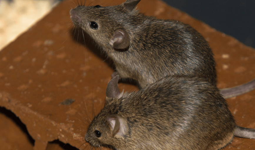 RODENT CONTROL